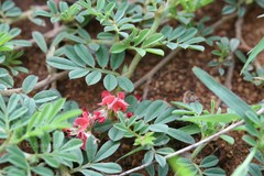 Indigofera linnaei